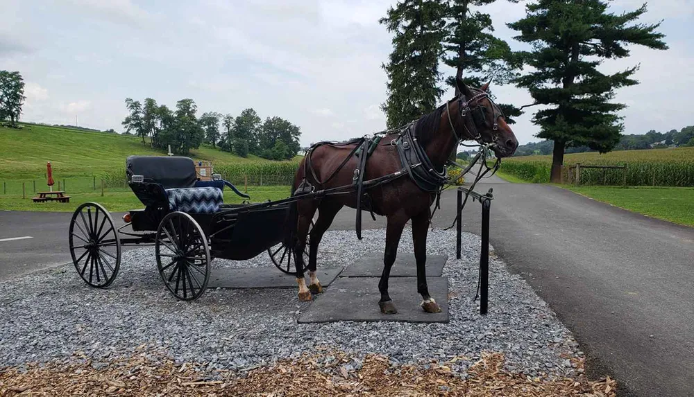 A horse harnessed to a black buggy stands on a gravel patch beside a rural road with fields and trees in the background