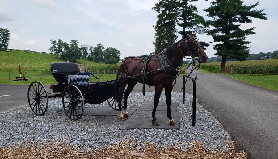 A horse harnessed to a black buggy stands on a gravel patch beside a rural road with fields and trees in the background.