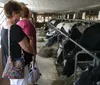 A child is feeding a calf with a bottle while others watch in a barn setting