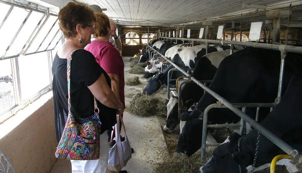 Visitors are observing cows in a dairy barn feeding on hay