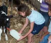 A child is feeding a calf with a bottle while others watch in a barn setting