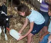 A child is feeding a calf with a bottle while others watch in a barn setting