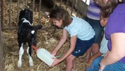A child is feeding a calf with a bottle while others watch in a barn setting.