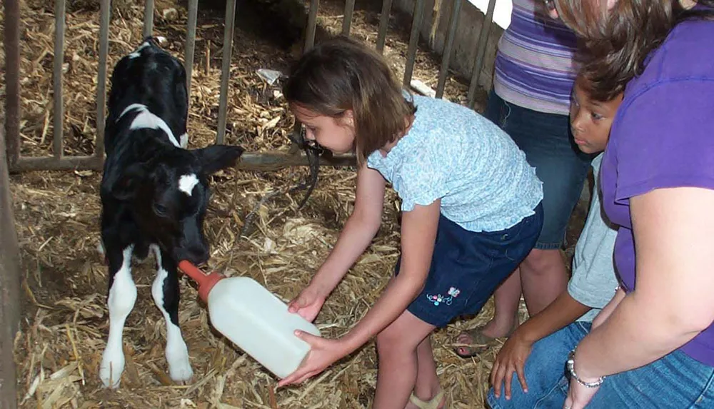 A child is feeding a calf with a bottle while others watch in a barn setting