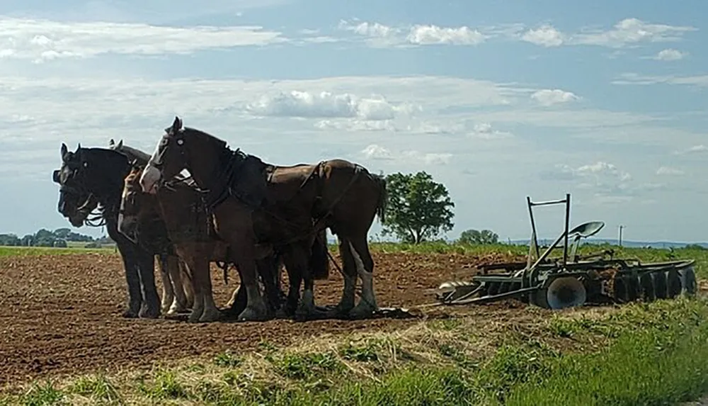 Three horses are harnessed to a plow in a field evoking a scene of traditional farming