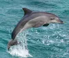 The image shows a large boat named New Inlet Princess from the Crazy Sister Marina filled with passengers cruising on the water with a promise of guaranteed dolphin sightings advertised in bold lettering above