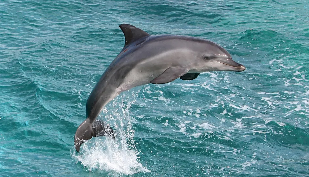 A dolphin is leaping gracefully above the turquoise waters
