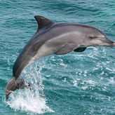 Myrtle Beach Dolphin Cruise