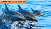 Three dolphins are leaping out of the blue water with a text above that says 