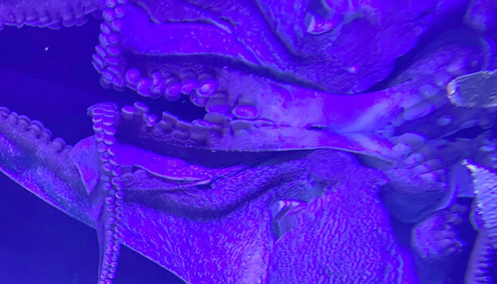 An octopus is illuminated in blue light showcasing its tentacles suction cups in a close-up view