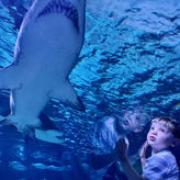 Ripley's Aquarium Myrtle Beach
