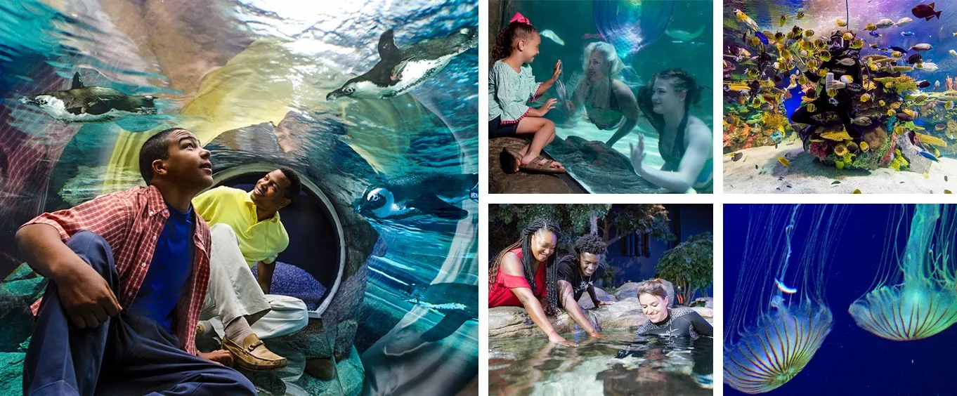 Ripley's Aquarium Myrtle Beach SC
