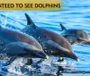 Myrtle Beach Dolphin Sightseeing Cruises Collage