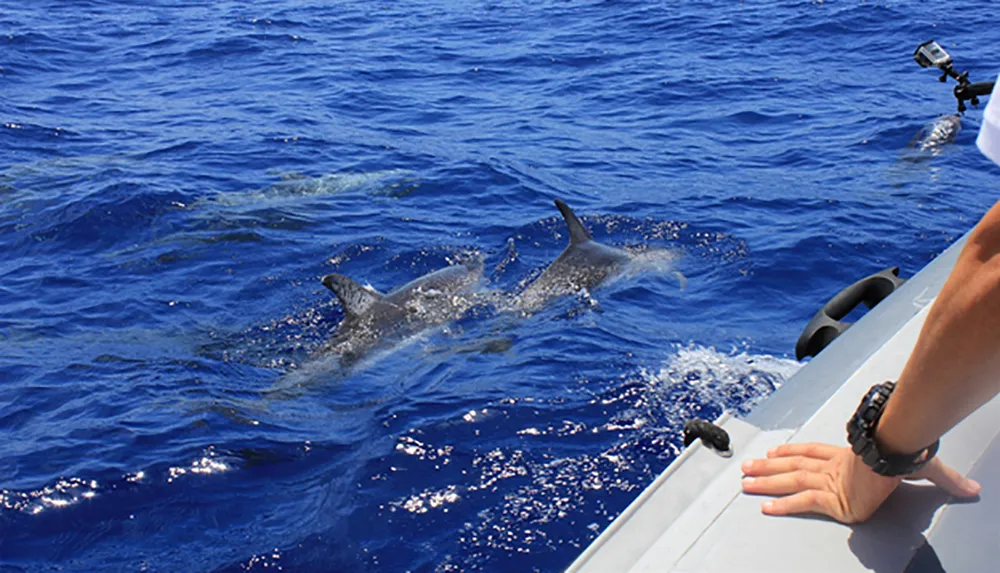 Two dolphins are swimming near the surface of the deep blue ocean beside a boat with a persons arm visible in the foreground