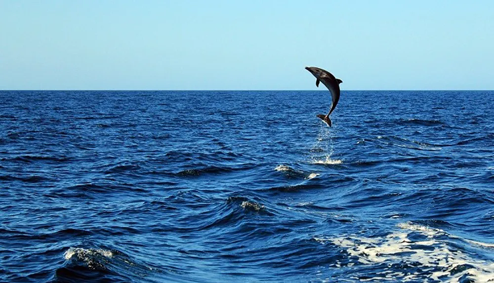 A dolphin is leaping out of the blue ocean waters against the clear sky