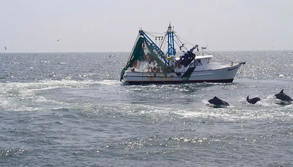 A fishing boat is trawling in the ocean with a pod of dolphins swimming in the foreground
