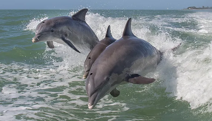 Myrtle Beach Dolphin Cruise & Dolphin Tours Photo