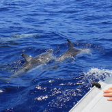 Myrtle Beach Dolphin Sightseeing Cruises