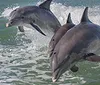 Two dolphins are leaping out of the ocean waves in unison