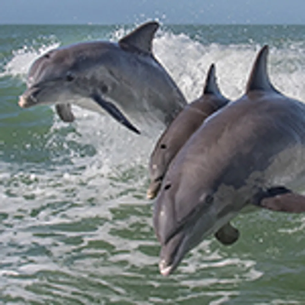 Three dolphins are leaping out of the water in the ocean