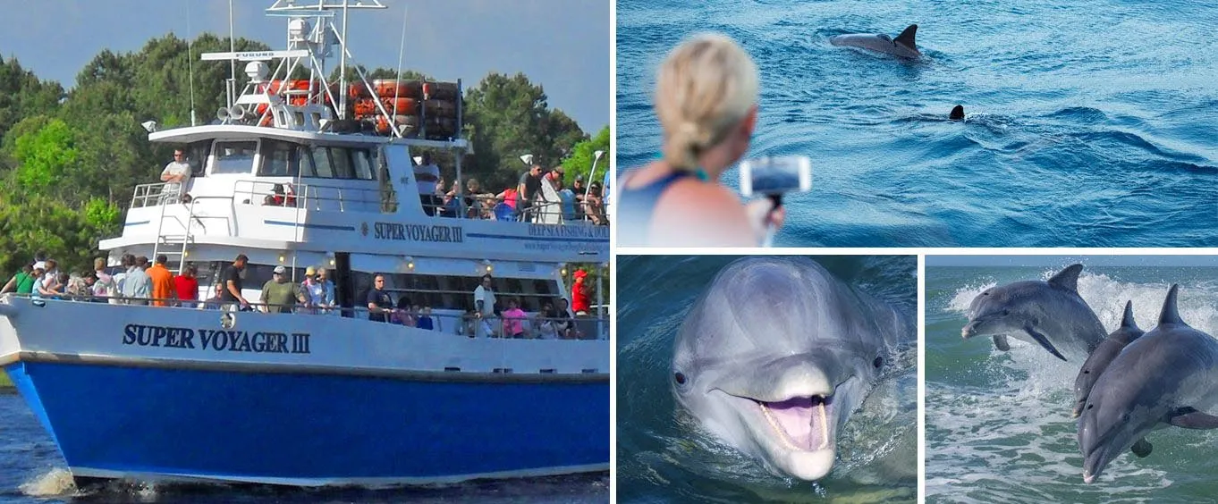 Myrtle Beach Dolphin Cruise & Dolphin Tours