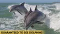 Myrtle Beach Dolphin Cruise & Dolphin Tour Photo