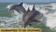 Two dolphins are leaping out of the ocean waves in unison.