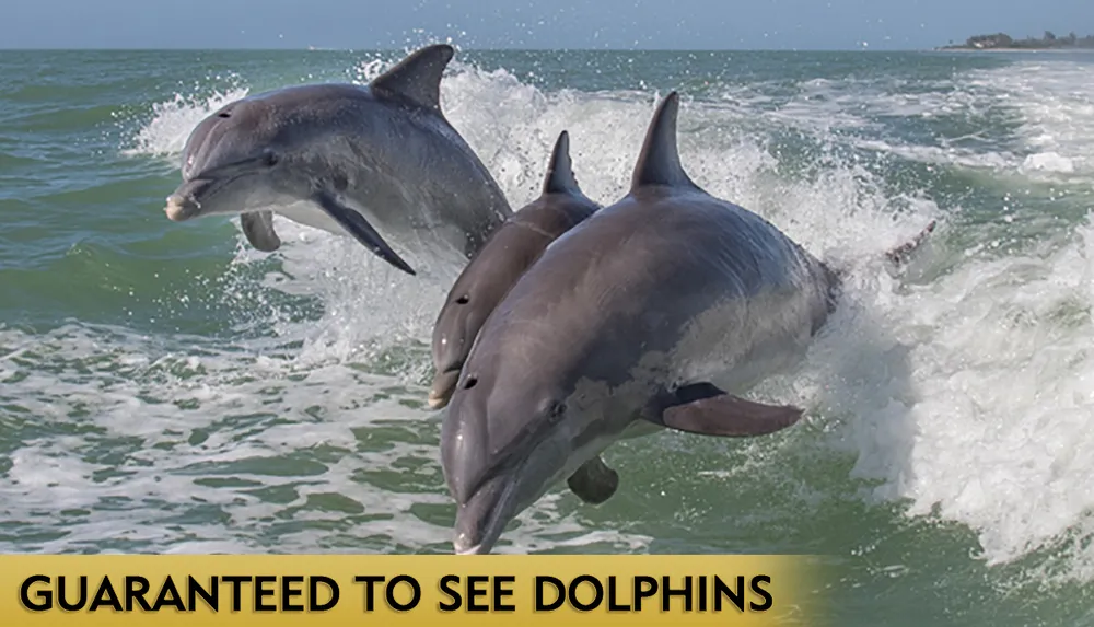 Two dolphins are leaping out of the ocean waves in unison
