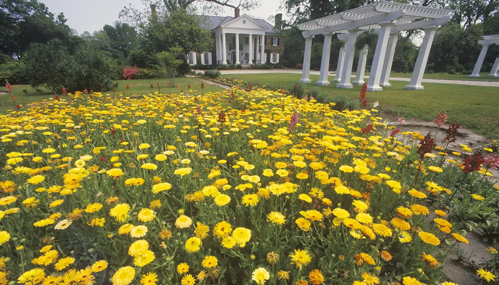 A vibrant garden of yellow flowers in bloom leads towards a classic white building with a colonnade on the right