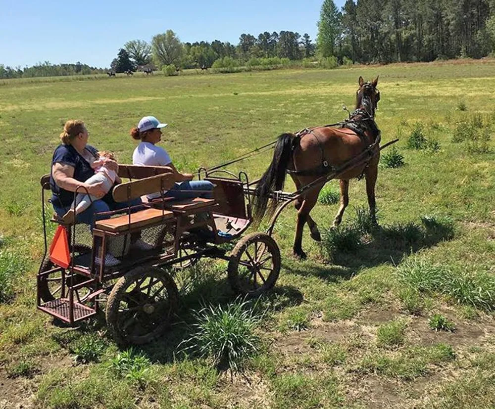 Two people are riding in a horse-drawn cart across a grassy field on a sunny day