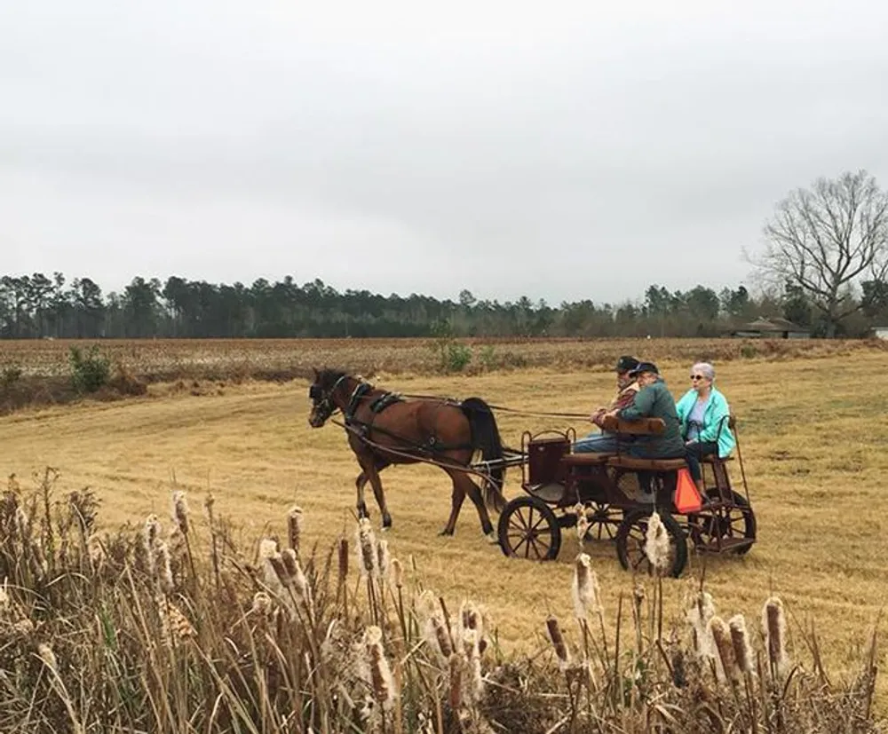 Two individuals are riding in a horse-drawn cart across a rural field