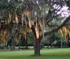 The image showcases a classic two-story white house with a double porch adorned with wreaths surrounded by a serene landscape with Spanish moss-covered trees