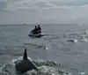 Two people are riding a jet ski while dolphins are visible in the foreground of the ocean water