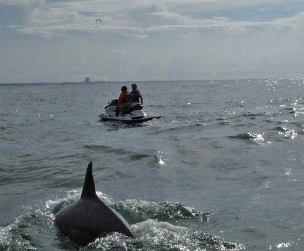 Two individuals are riding a jet ski on the ocean seemingly unaware of the large dorsal fin of a marine animal possibly a shark in the foreground