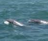 Two people are riding a jet ski while dolphins are visible in the foreground of the ocean water