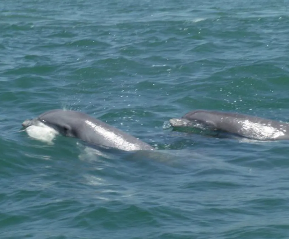 Two dolphins are swimming near the surface of the water