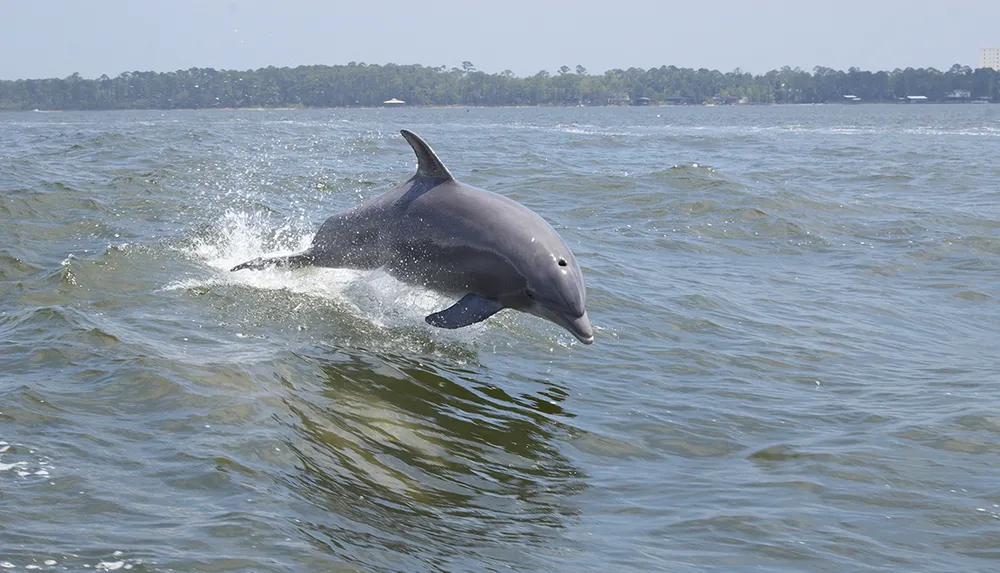 A dolphin is captured mid-leap over the wavy waters of a sunlit coastal environment