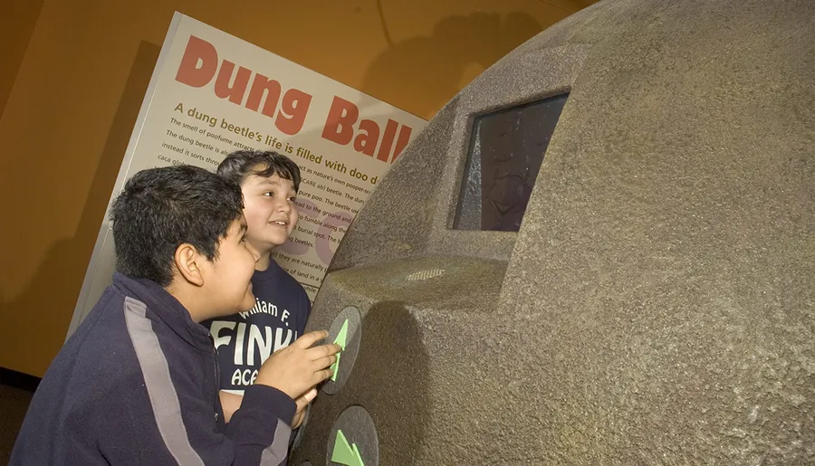 Two children are interacting with an educational display about dung beetles at a museum exhibit.