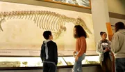 Several people, including young visitors, are observing the skeletal remains of a prehistoric creature on display in a museum exhibit.