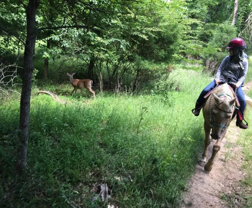 A person wearing a helmet is horseback riding on a trail while a deer watches from the edge of the woods