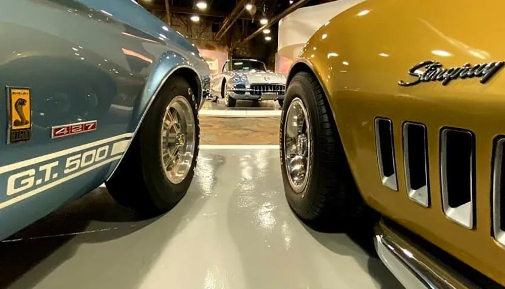 The image shows a close-up ground-level view between a blue Shelby GT500 and a gold Chevrolet Corvette Stingray with a classic car visible in the background likely taken in a showroom or car museum