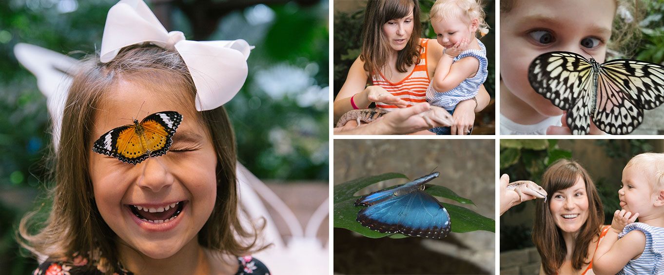 <wddxPacket version='1.0'><header/><data><struct><var name='en'><string>Butterfly Palace and Rainforest Adventure Collage</string></var><var name='sp'><string></string></var></struct></data></wddxPacket>