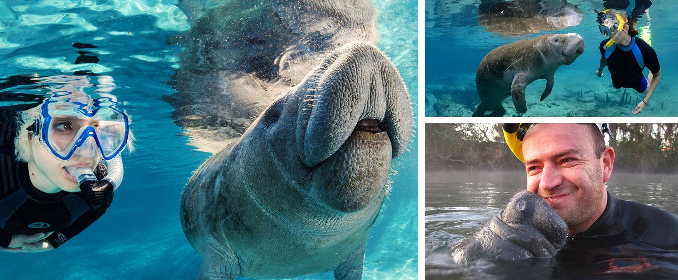 Have Fun with Swim with the Manatees