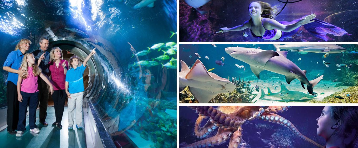 Sea Life Orlando Collage
