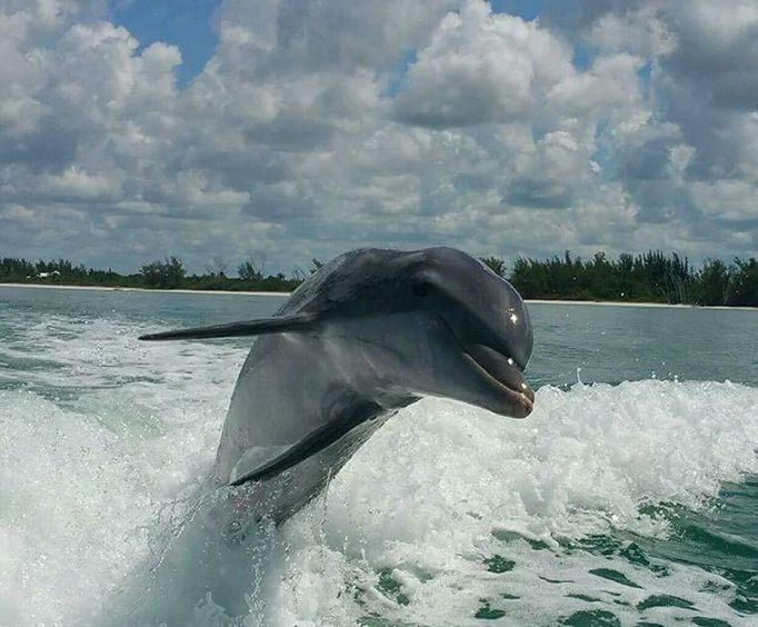 Clearwater Beach Excursions