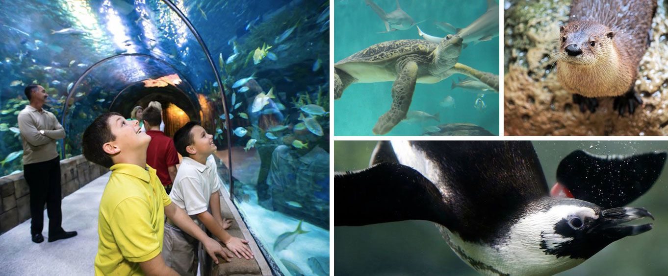 Audubon Aquarium of the Americas Collage