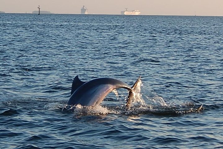 Dolphin Village