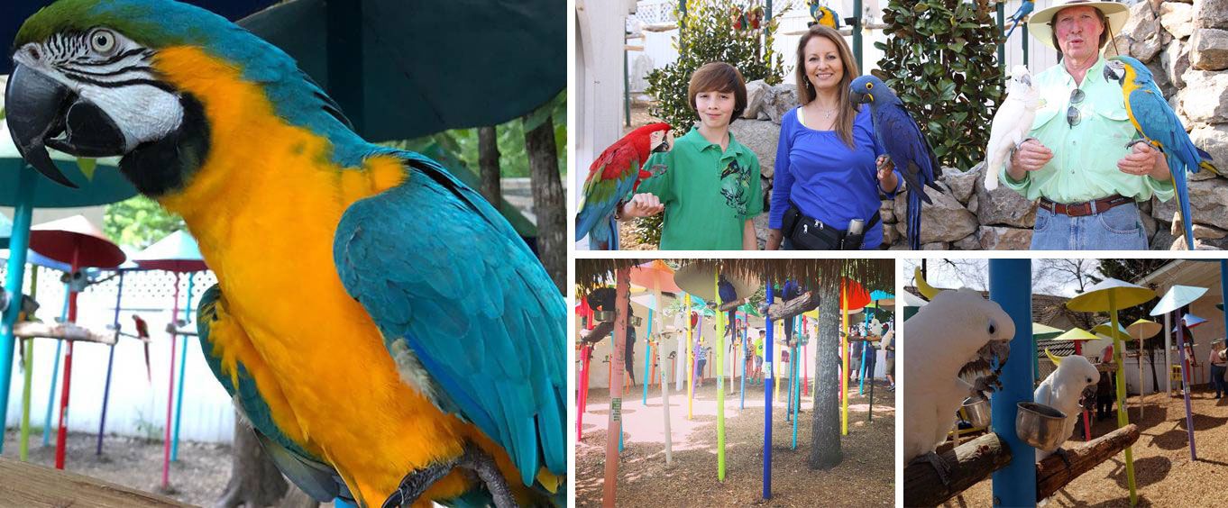 Parrot Mountain & Tropical Bird Sanctuary Collage
