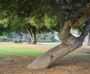 Dignowity Hill Park