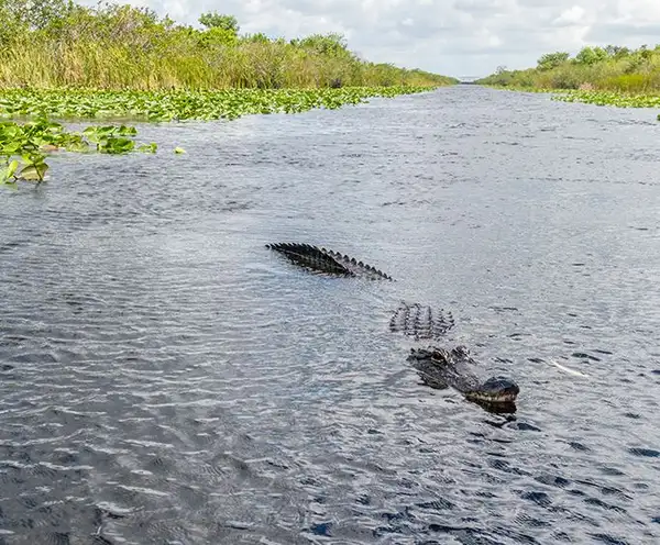 Airboats & Alligators